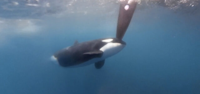 The Ocean Race, orca encounters: “A scary moment”